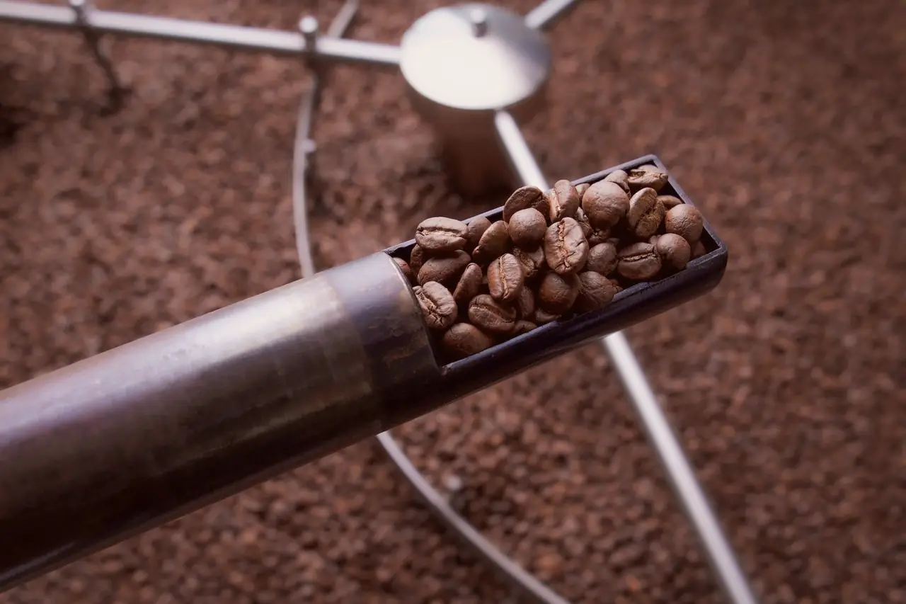 Freshly roasted coffee beans in a roaster sampling scoop